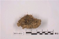 藏品(紅蒴立碗苔)的圖片